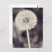 春タンデロン ポストカード (正面/裏面)