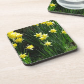 春ダフォジル コースター (左側)