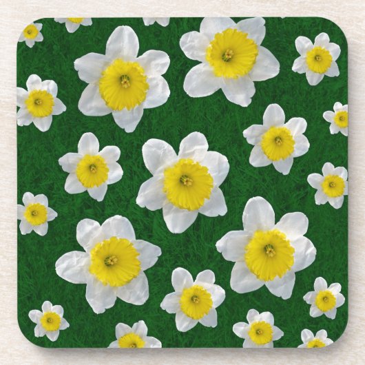 春ダフォジル コースター (正面)