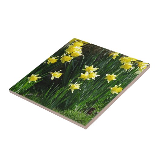 春ダフォジル タイル (側面)