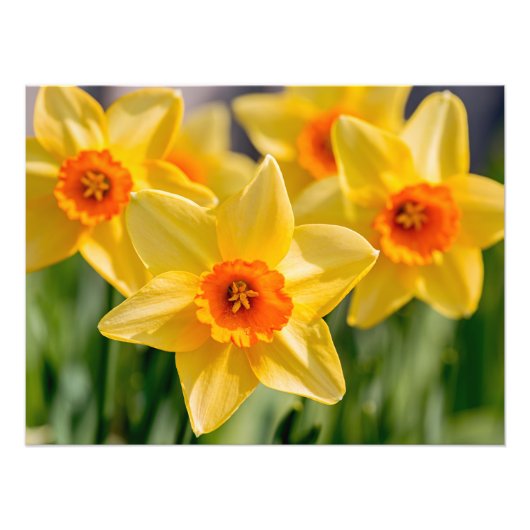 春ダフォジル フォトプリント            (正面)