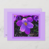 春チューリップはがき ポストカード (正面/裏面)