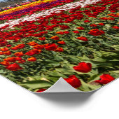 春チューリップポスター紙（マット） ポスター (角)