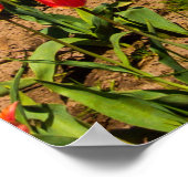 春チューリップポスター ポスター (角)