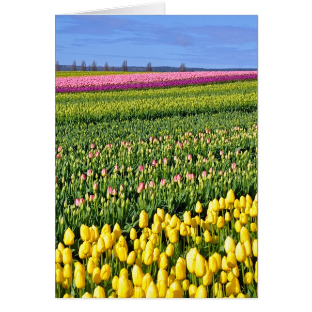 春チューリップ場 (正面)