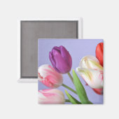 春チューリップ磁石 マグネット (正面/裏面)
