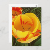 春チューリップ葉書 ポストカード (正面/裏面)