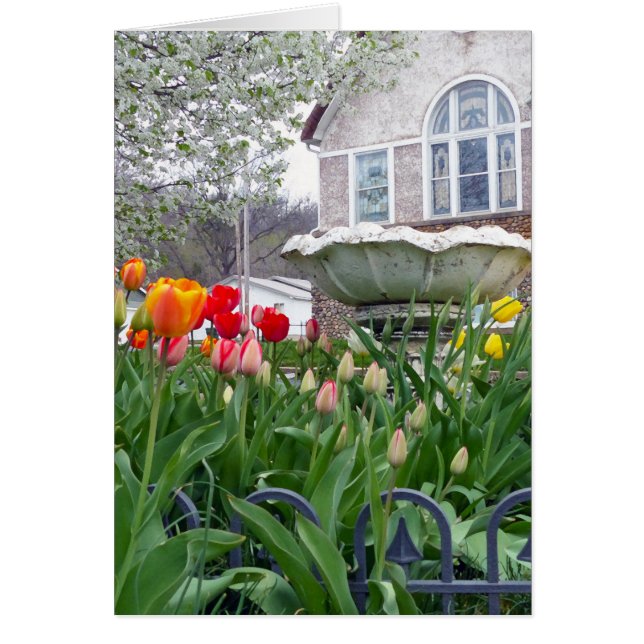 春チューリップ (正面)