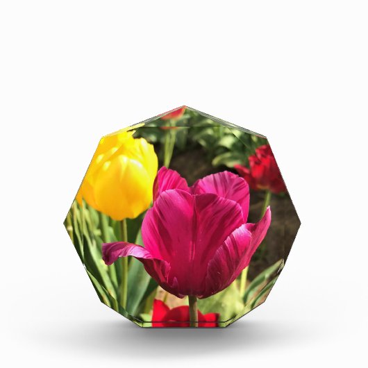 春チューリップ(オレゴン) フォトブロック (正面)