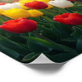 春チューリップ ポスター (角)