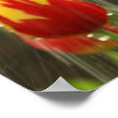 春チューリップ ポスター (角)