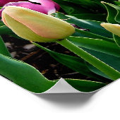 春チューリップ ポスター (角)