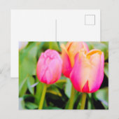 春チューリップ ポストカード (正面/裏面)