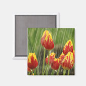 春チューリップ マグネット (正面/裏面)