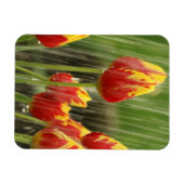 春チューリップ マグネット (横)