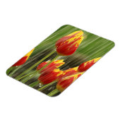 春チューリップ マグネット (左側)