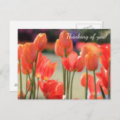 春チューリ考えップお前の!」 ポストカード (正面/裏面)