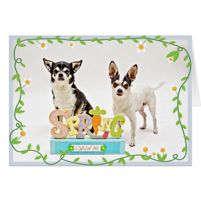 春チワフアズ (正面横)