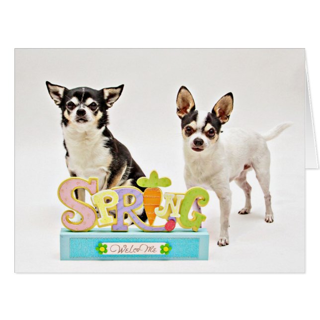 春チワフアズ (正面横)