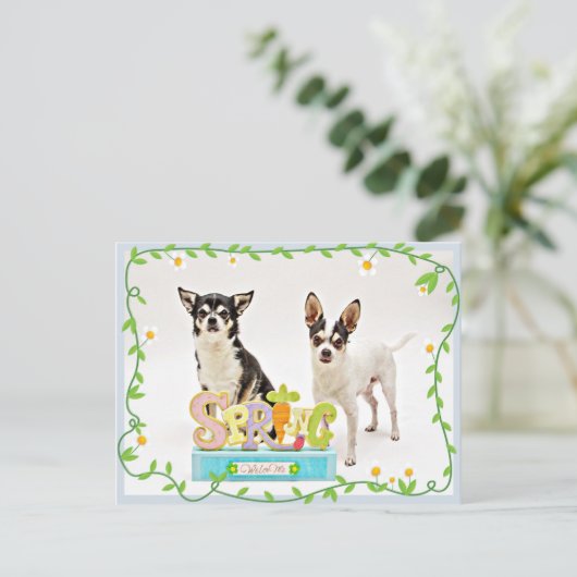 春チワフアズ ポストカード (スタンド正面)