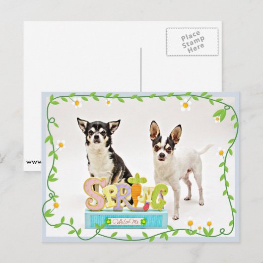 春チワフアズ ポストカード (正面/裏面)