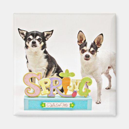 春チワフアズ マグネット (正面)