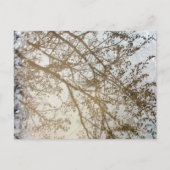 春ツリー反射バイクパスパドルカナダ ポストカード (正面)