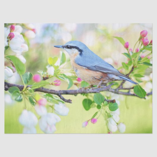 春ティッシュペーパー 薄葉紙 (正面)