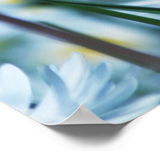 春デイジー花 ポスター (角)