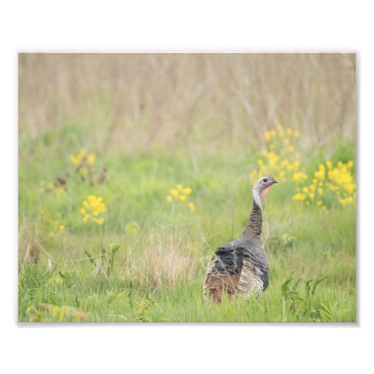 春トルコプリント- 2 フォトプリント            (正面)