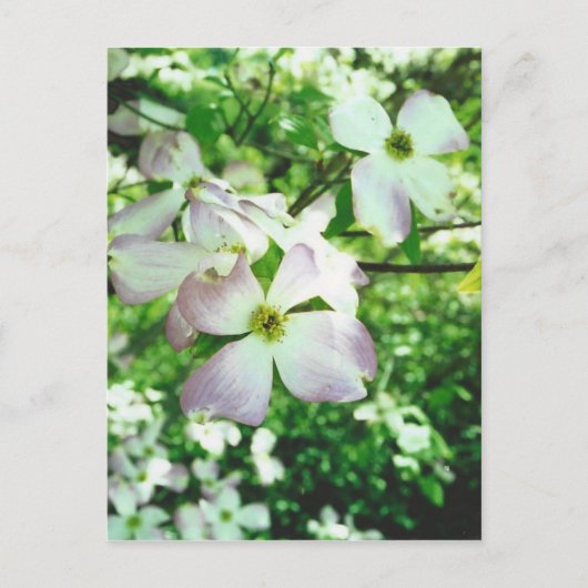 春ドッグウッド ポストカード (正面)