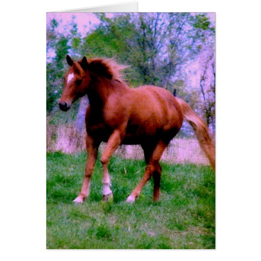 春ドリームスソレルトロット (正面)