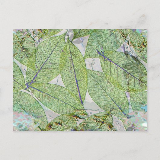 春ハススプルング ポストカード (正面)