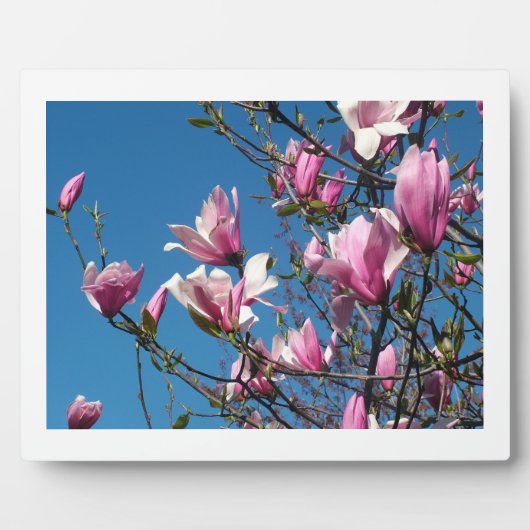 春ピンクのマグノリアの花で青空 フォトプラーク (正面)