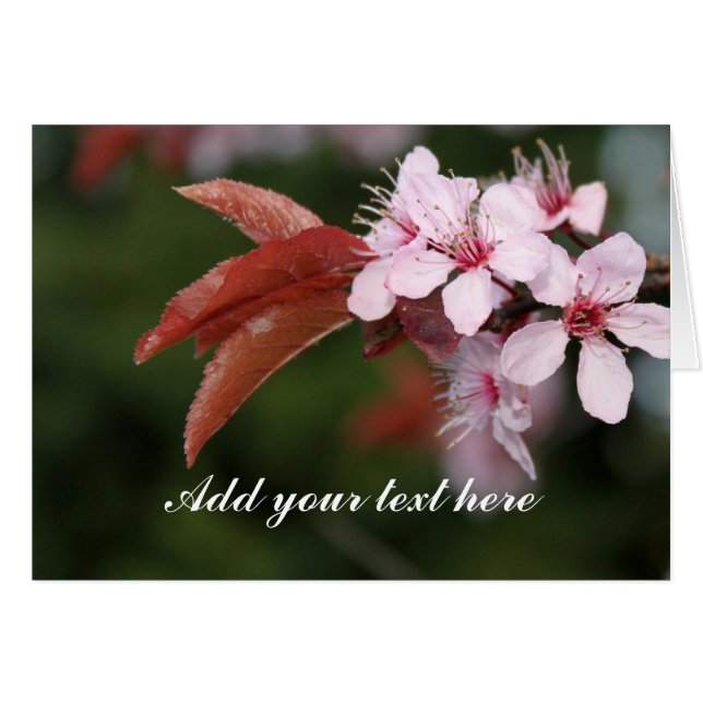 春ピンクの梅 (正面横)