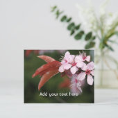 春ピンクの梅 ポストカード (スタンド正面)