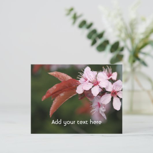 春ピンクの梅 ポストカード (スタンド正面)