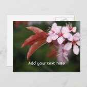 春ピンクの梅 ポストカード (正面/裏面)