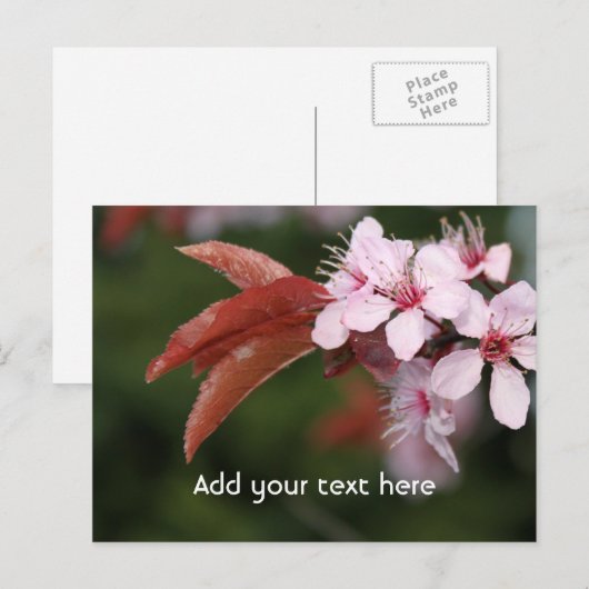 春ピンクの梅 ポストカード (正面/裏面)