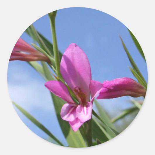 春ピンクの花のシール ラウンドシール (正面)