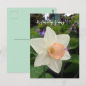 春ピンクカップダッフォディル ポストカード (正面/裏面)