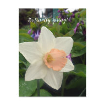 春ピンクカップダッフォディル