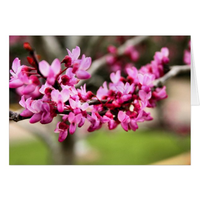 春ピンクカード (正面横)