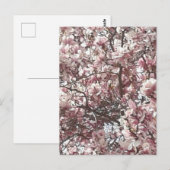 春ピンクマグノリア ポストカード (正面/裏面)