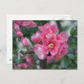 春ピンク咲き花梨 ポストカード (正面/裏面)