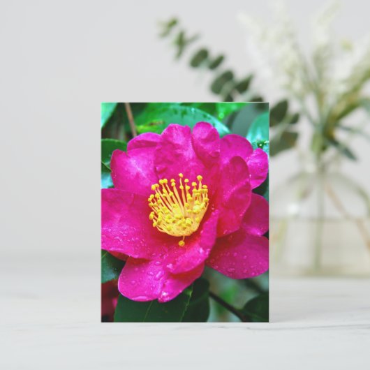 春ピンク ポストカード (スタンド正面)