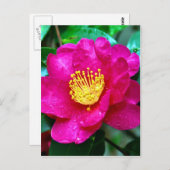 春ピンク ポストカード (正面/裏面)