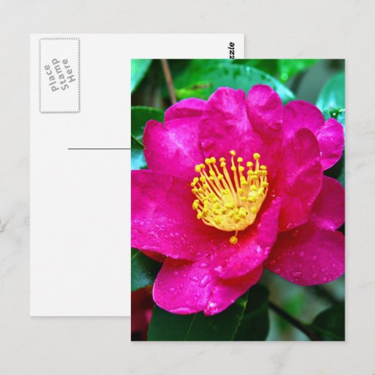 春ピンク ポストカード (正面/裏面)