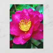 春ピンク ポストカード (正面)