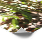 春フィドルヘッドシダ自然 ポスター (角)